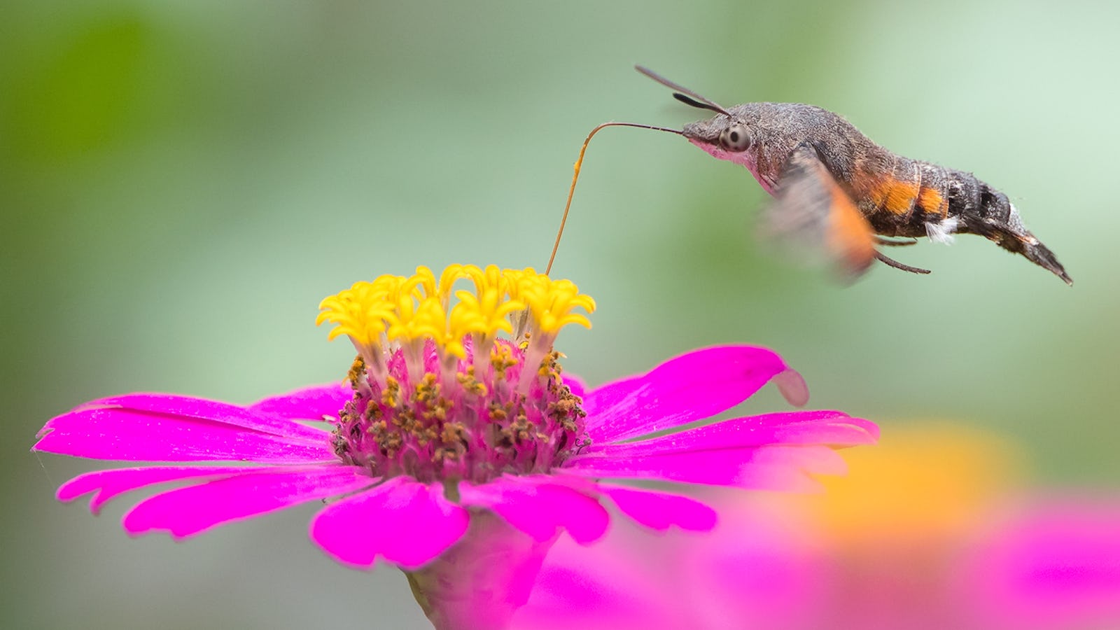VKda imtiyozli dostlar Qozoqcha seks tomosha qiling