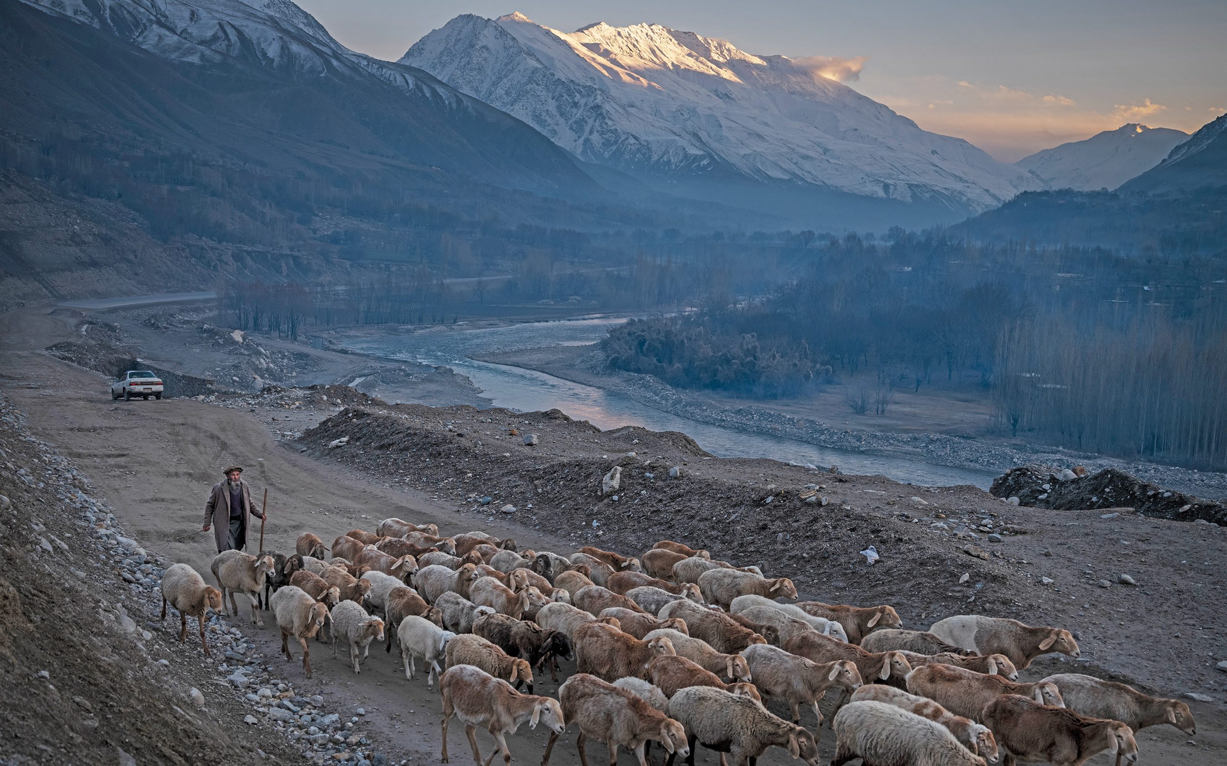 Får med herde på väg.