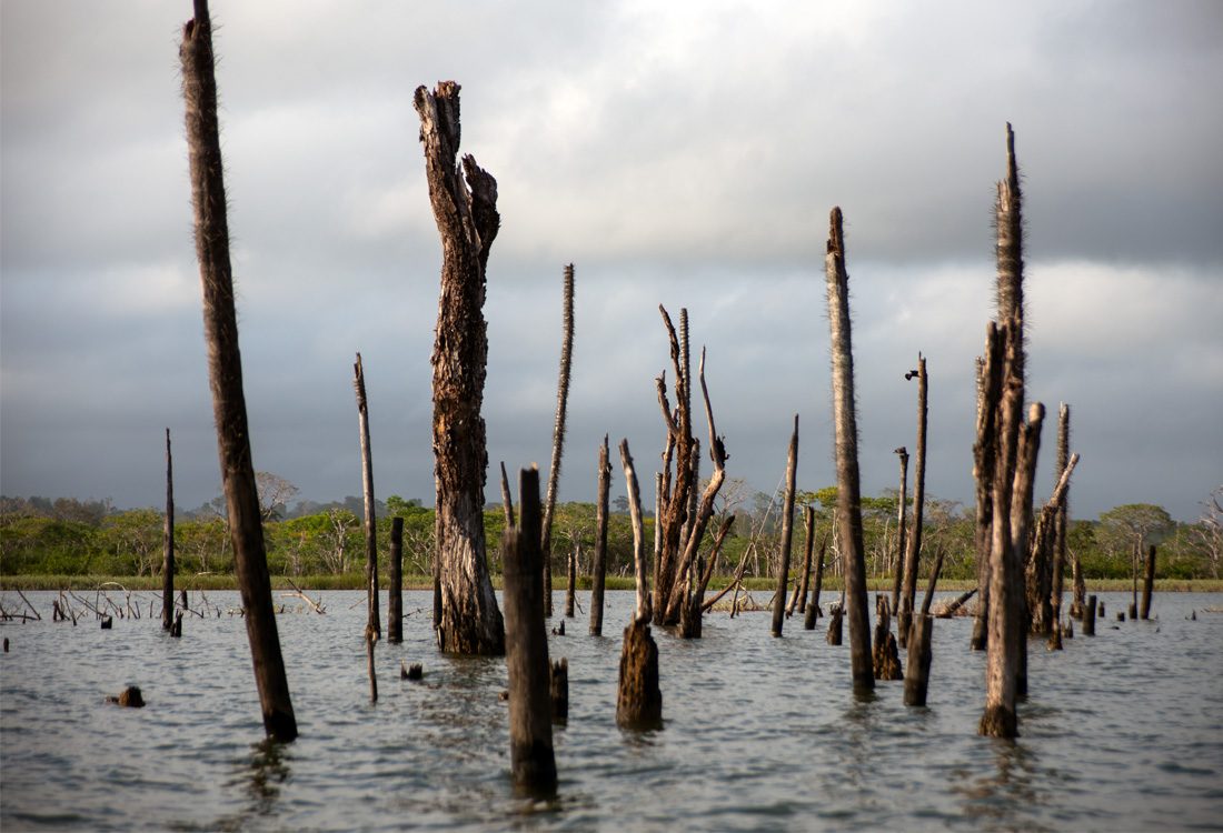 Kala trädstammar i vatten.