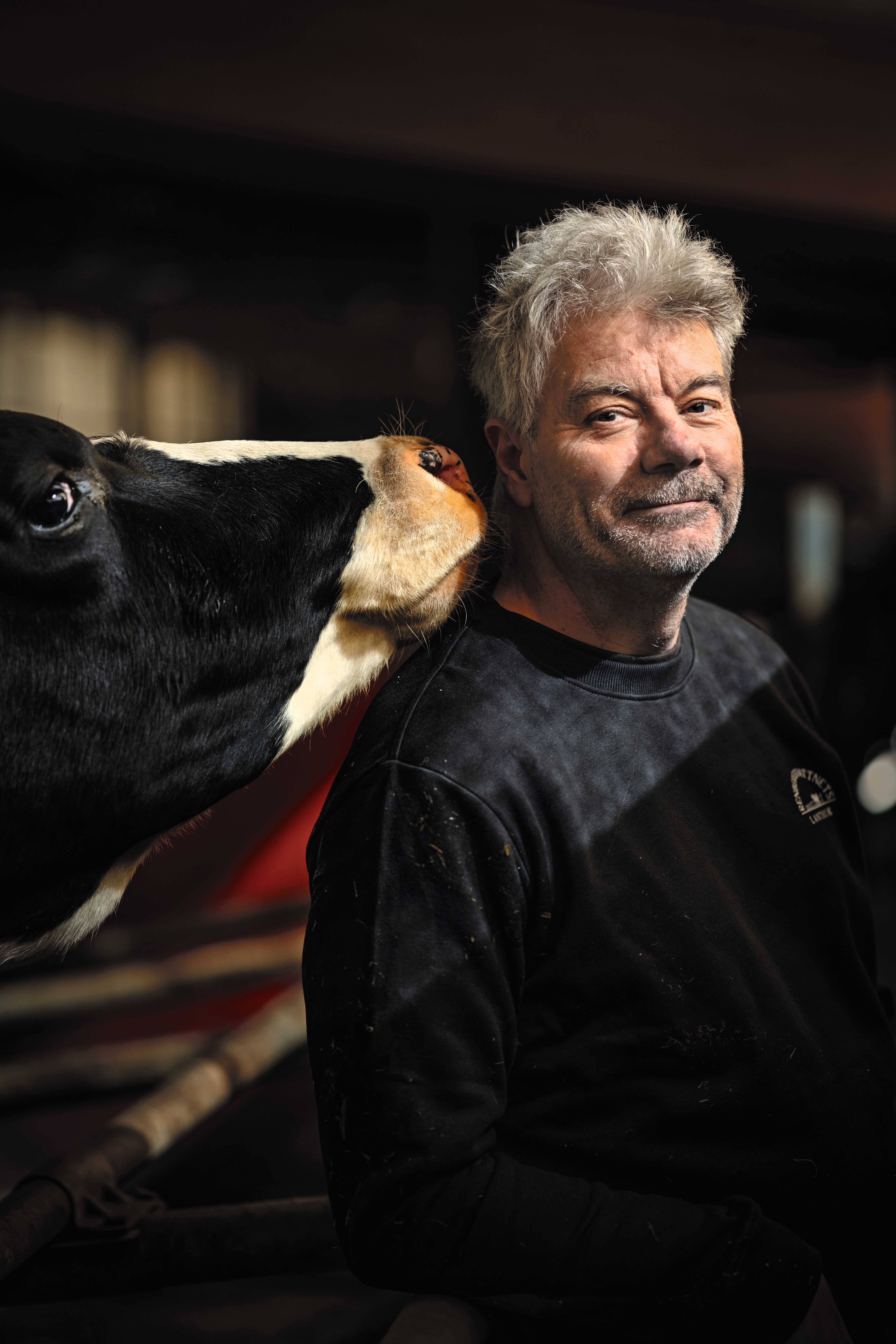 Man med ko som nosar i nacken