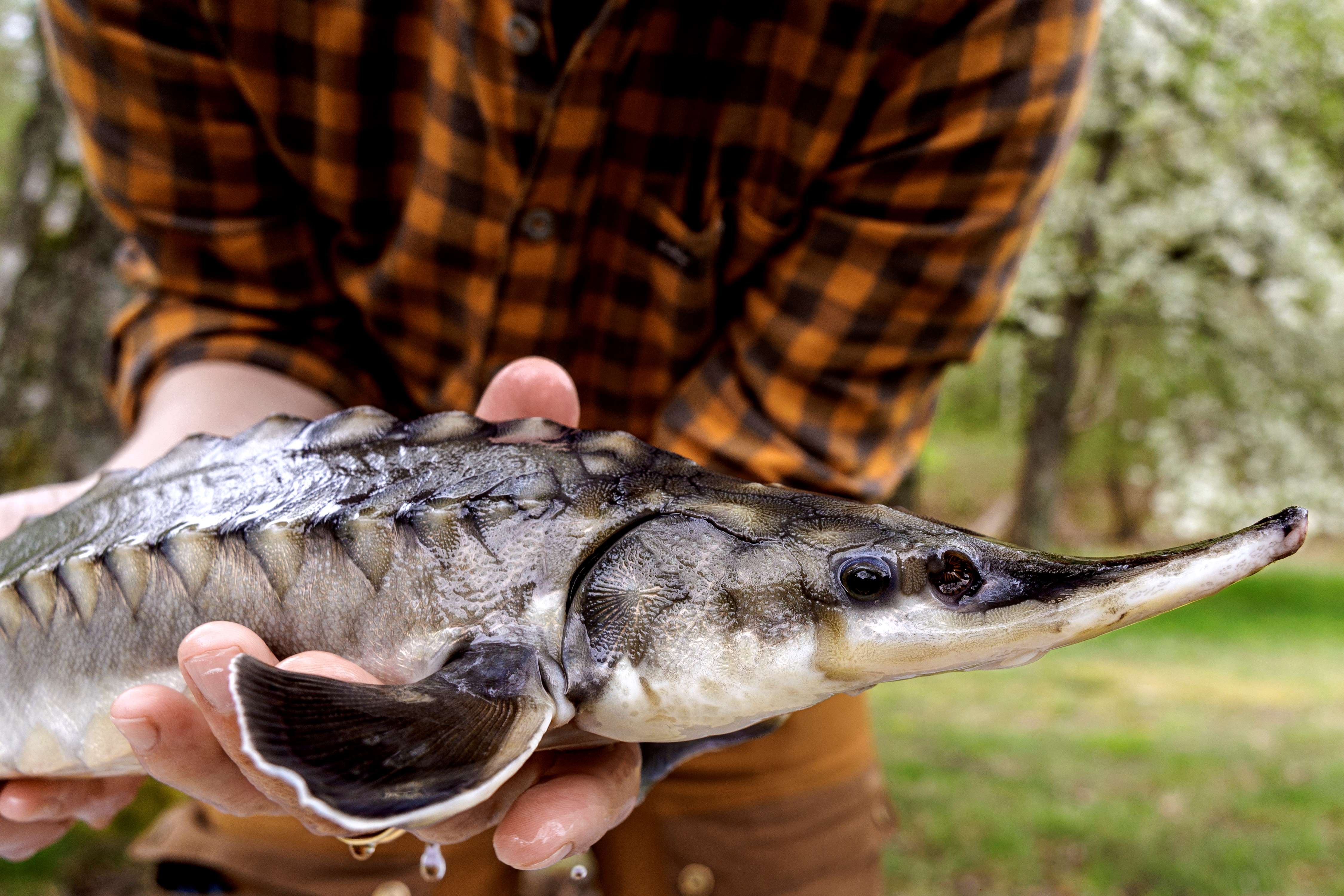 Närbild på Atlantstör