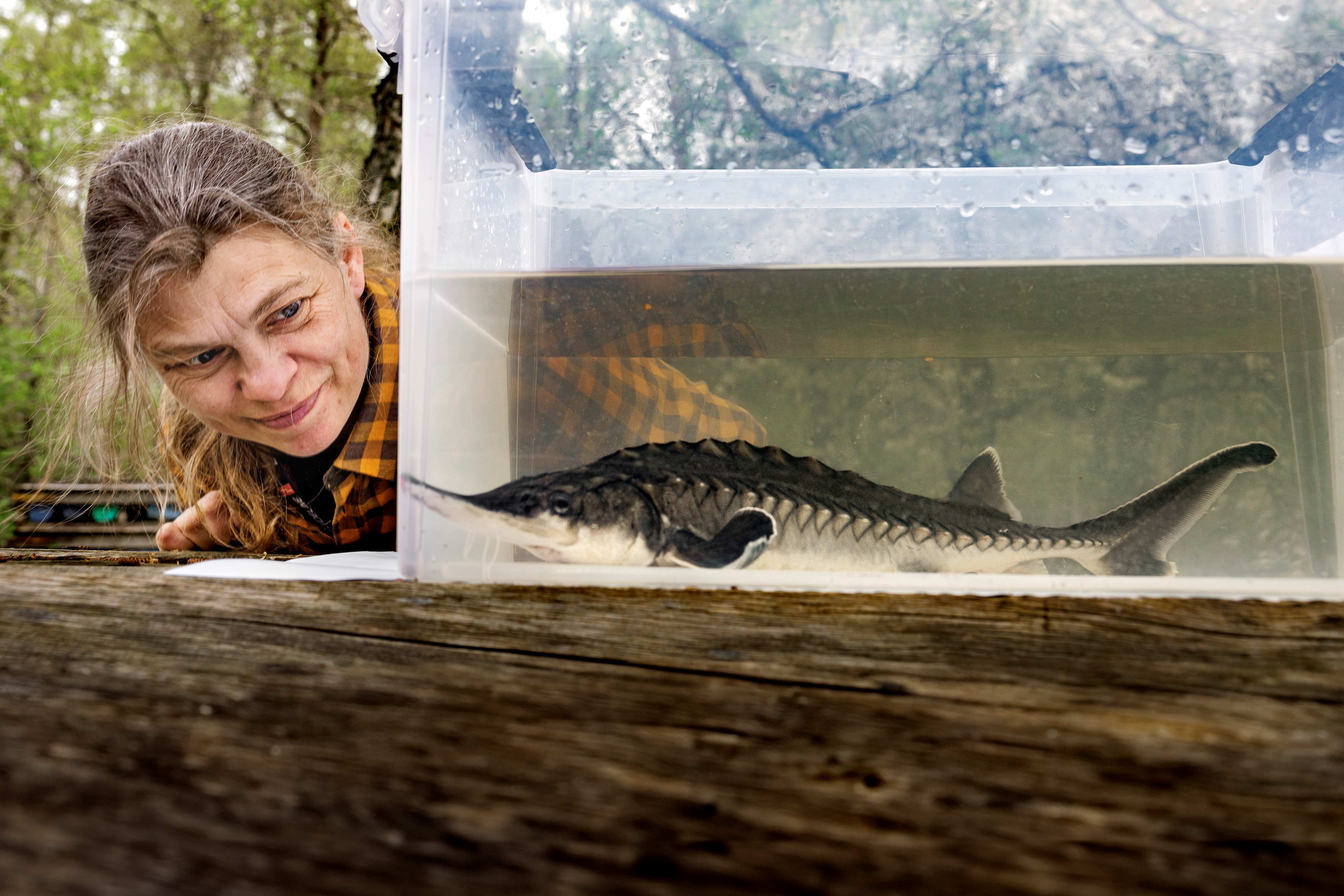 Fisk i ett akvarium. En kvinna tittar på.