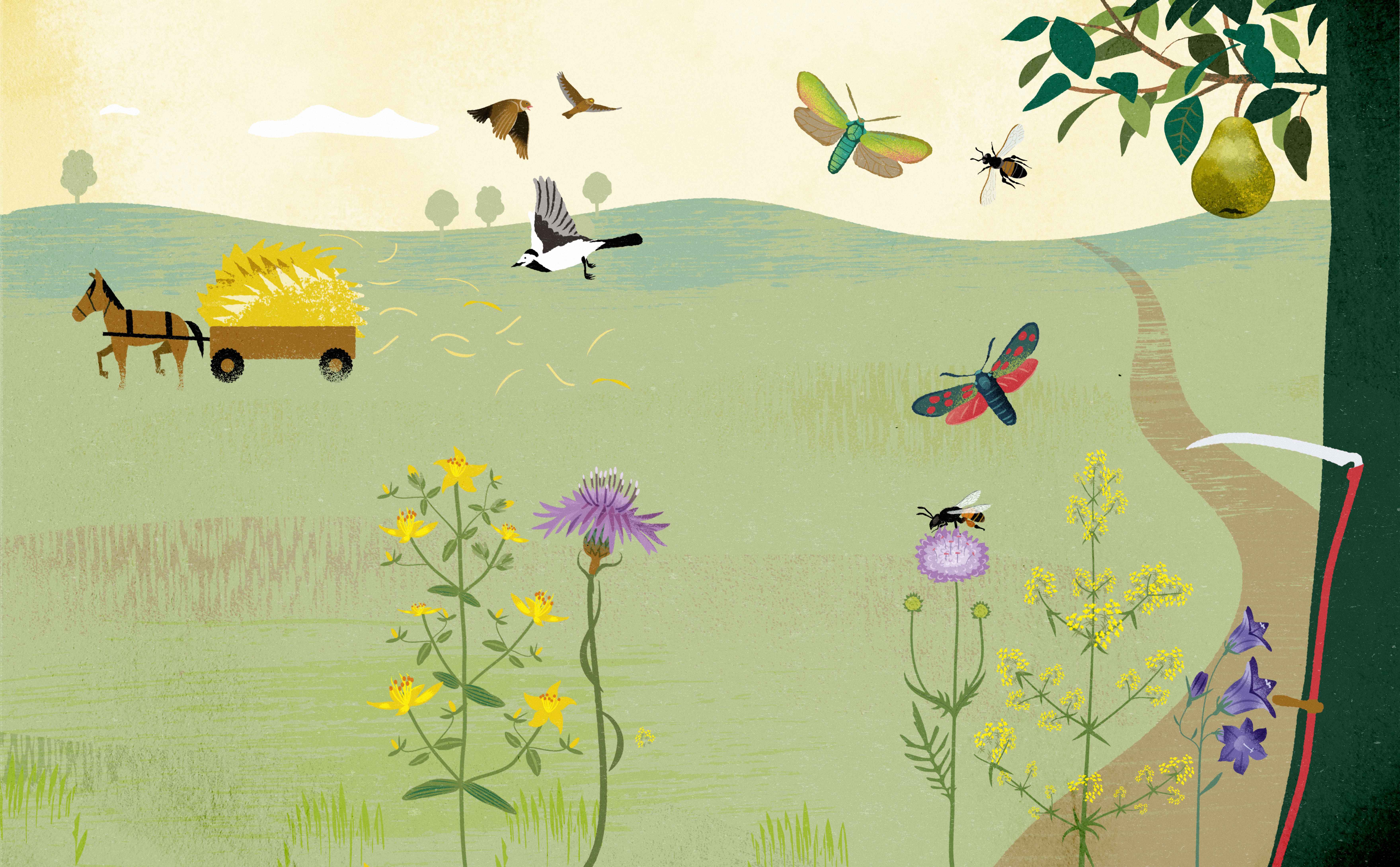 illustration på äng med blommor