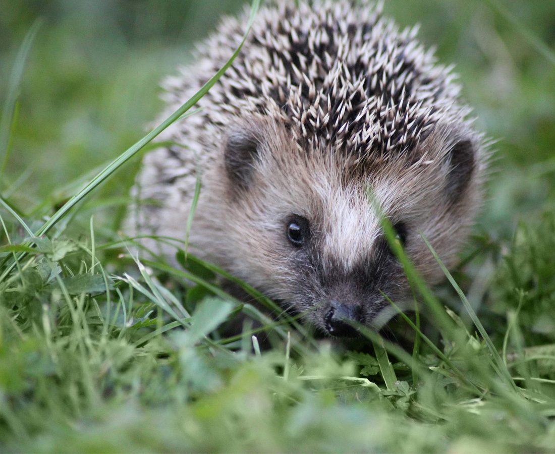 Bild på igelkott