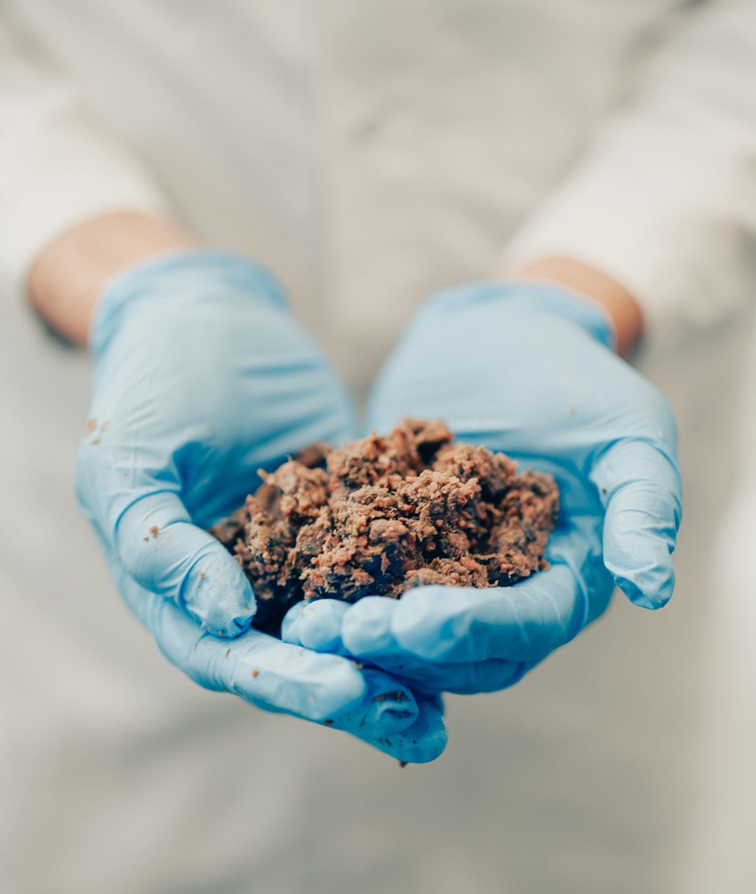 Någon håller på sjöpungsfärs i blåa plasthandskar.