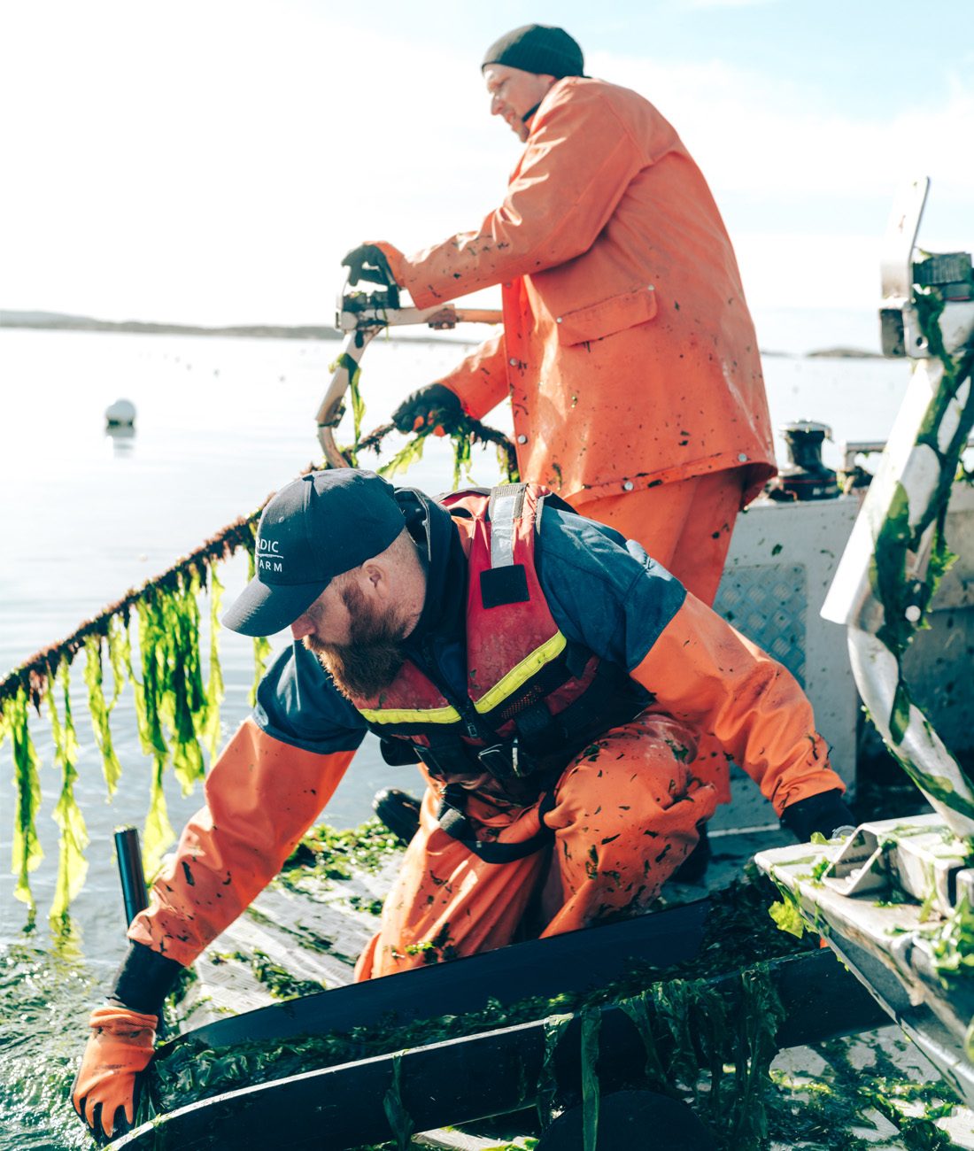 Alexander Bohmann och Marcus Holgersson skördar havssallat.