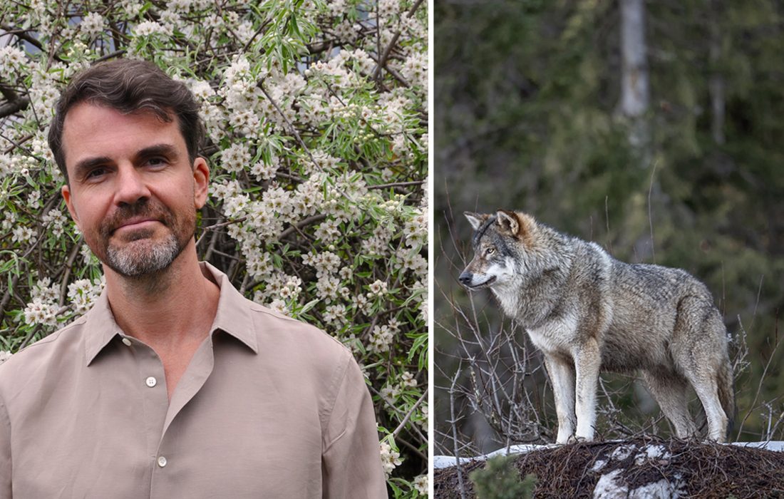 Misha Istratov och en varg i delad bild.