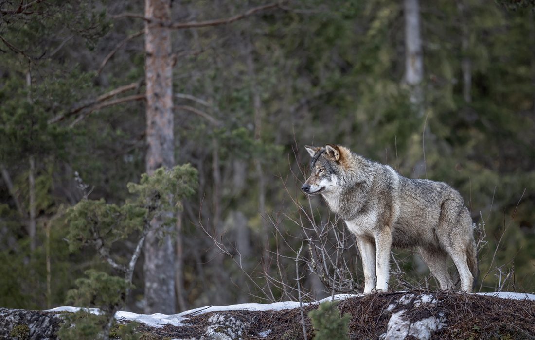 Varg står på sten i skog.