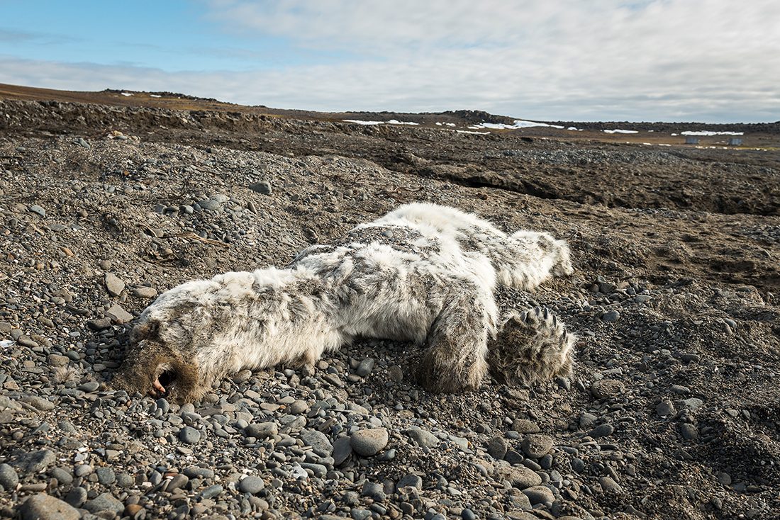 En död isbjörn på Svalbard.