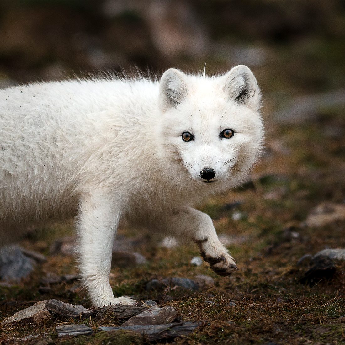 En vit fjällräv är ute och går.