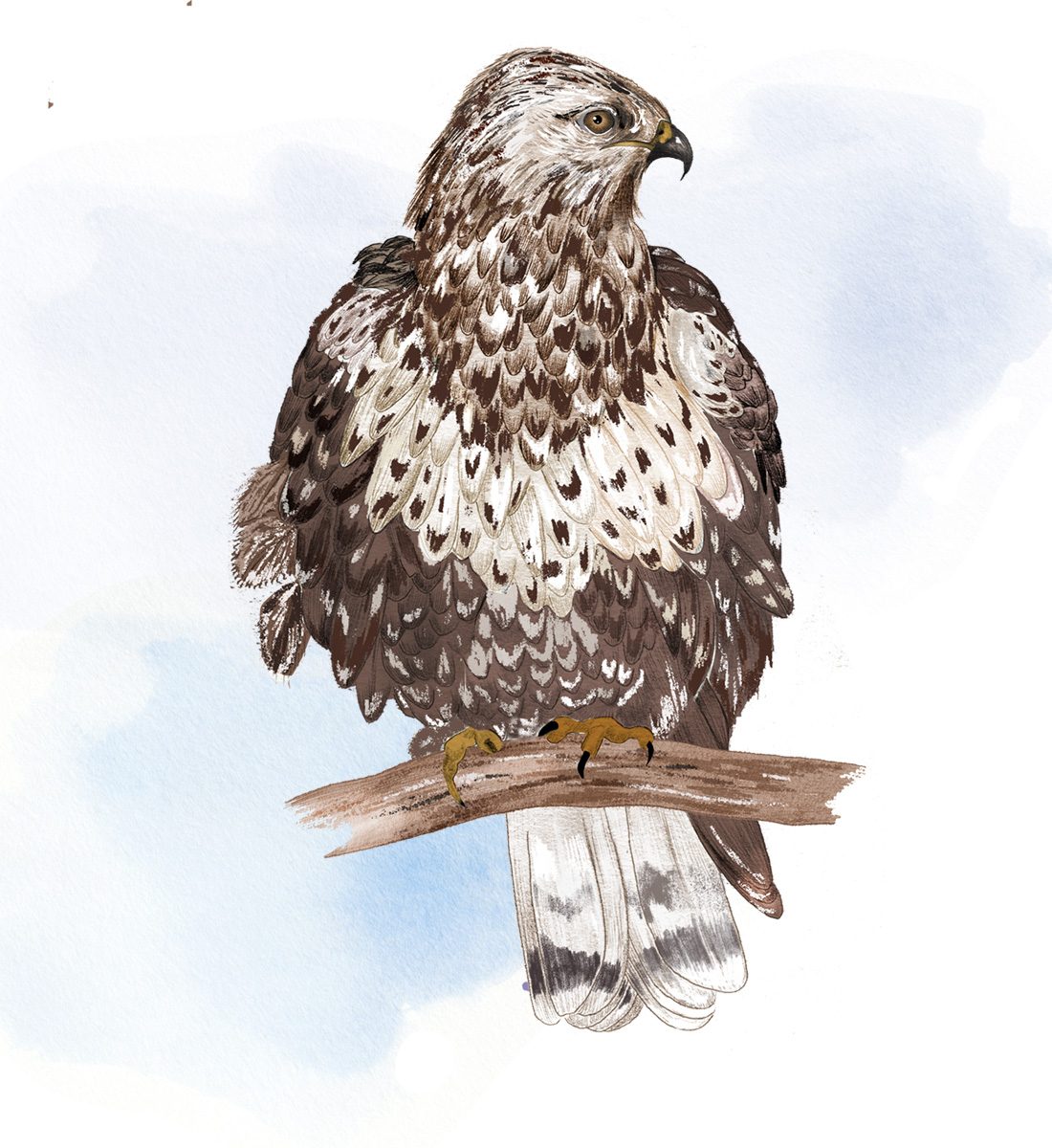 Illustration av en fjällvråk