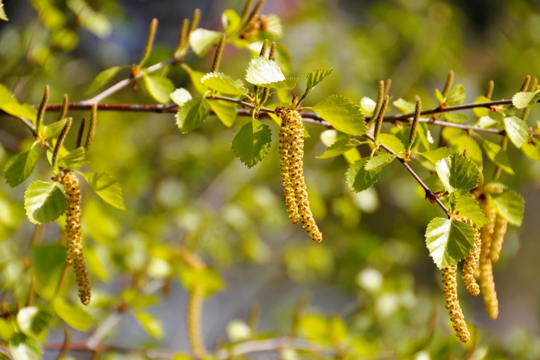 Fröpåsar på björk