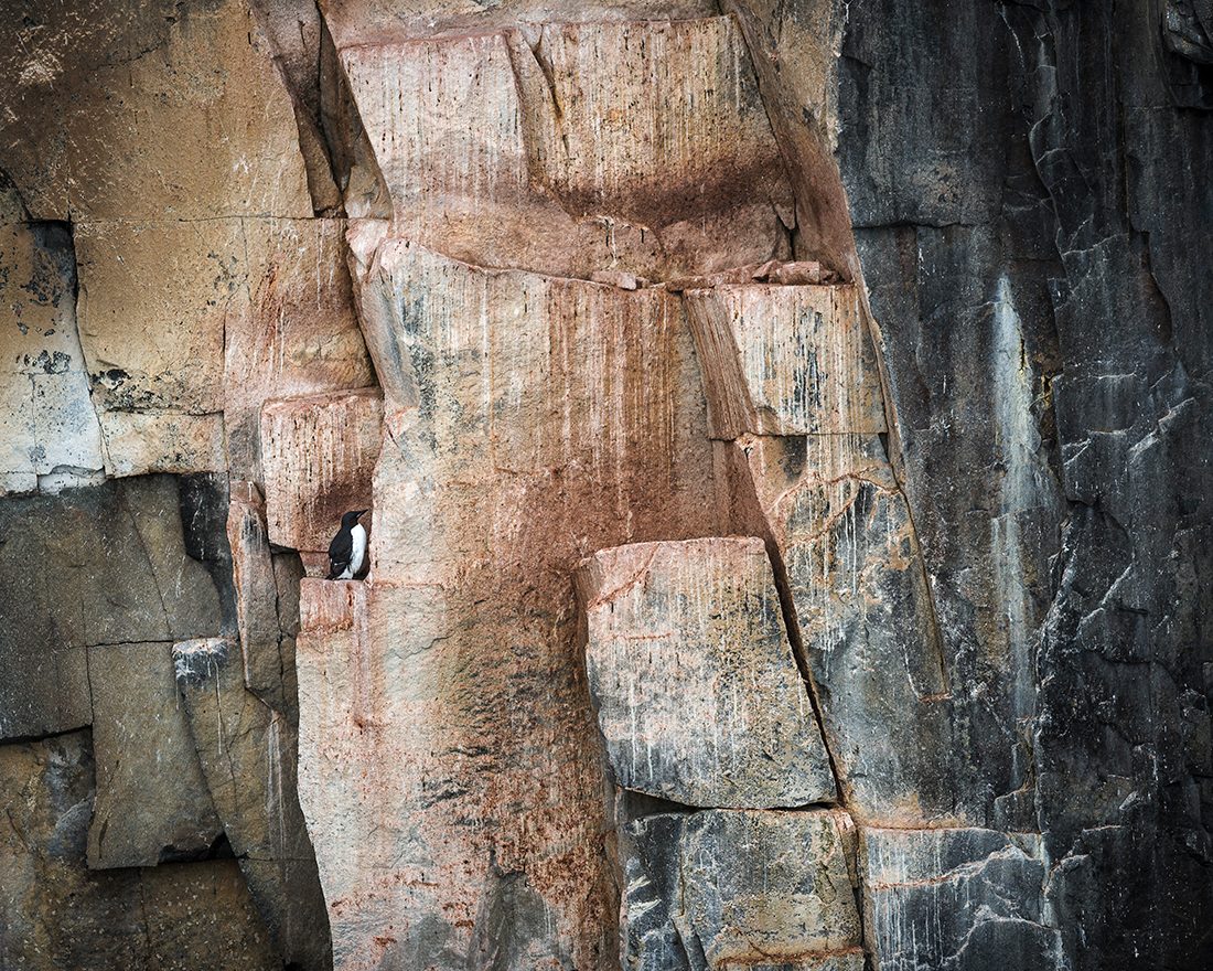 En grissla står på en liten avsats på en klippvägg.