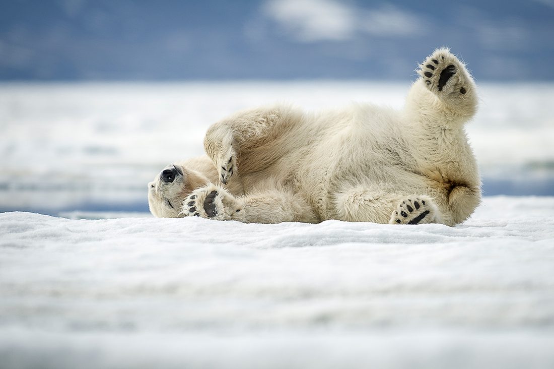 En isbjörn rullar på rygg med tassarna upp i luften.