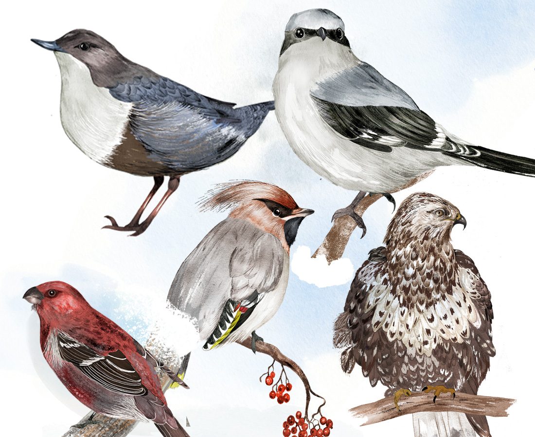 Illustration av fåglar
