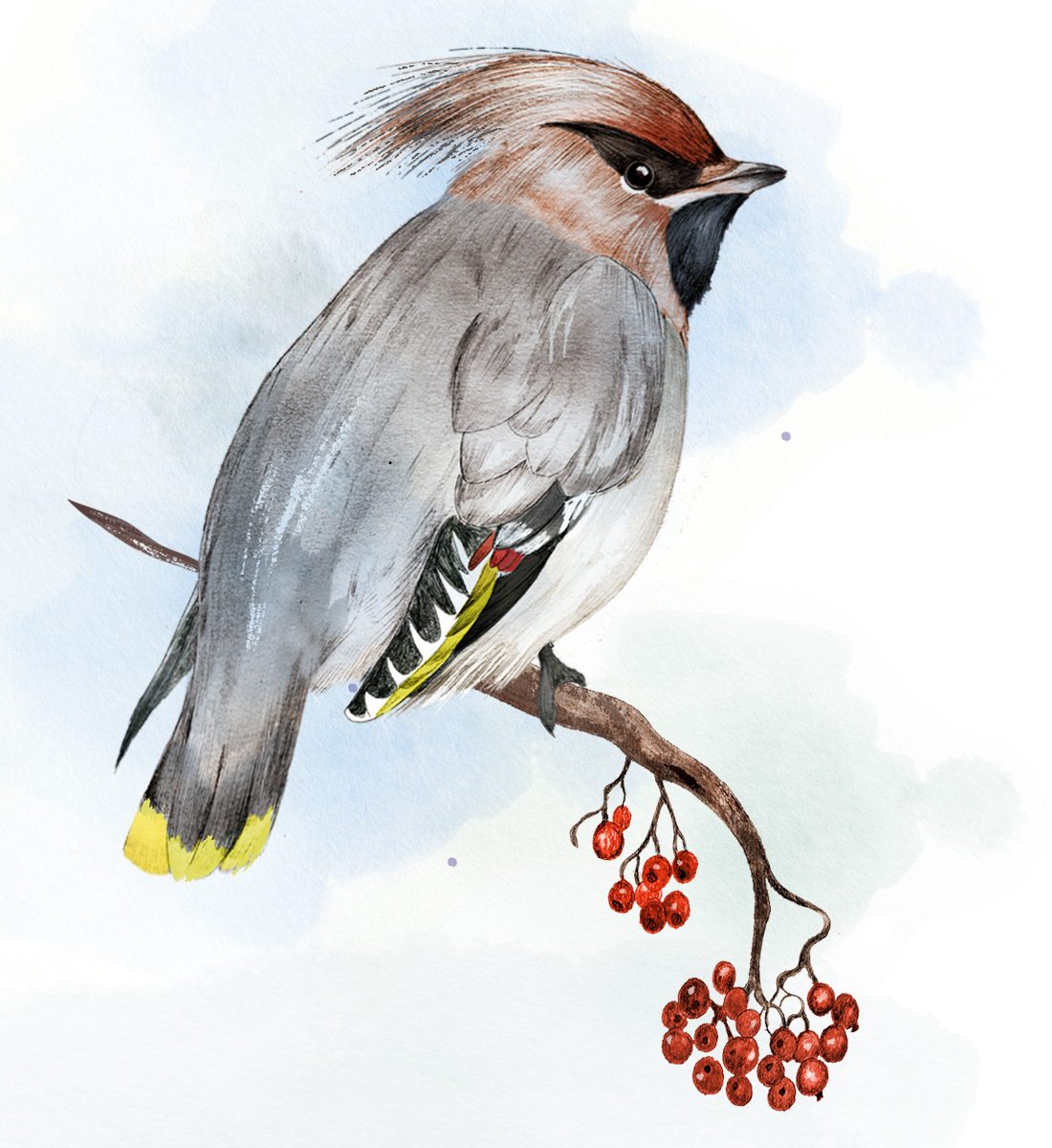 Illustration av en sidensvans.