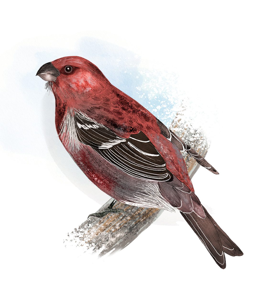 Illustration av en tallbit.