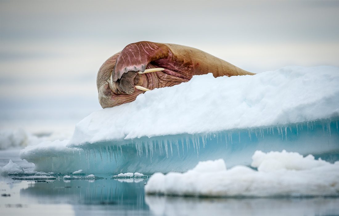 en valross ligger på ett isflak.