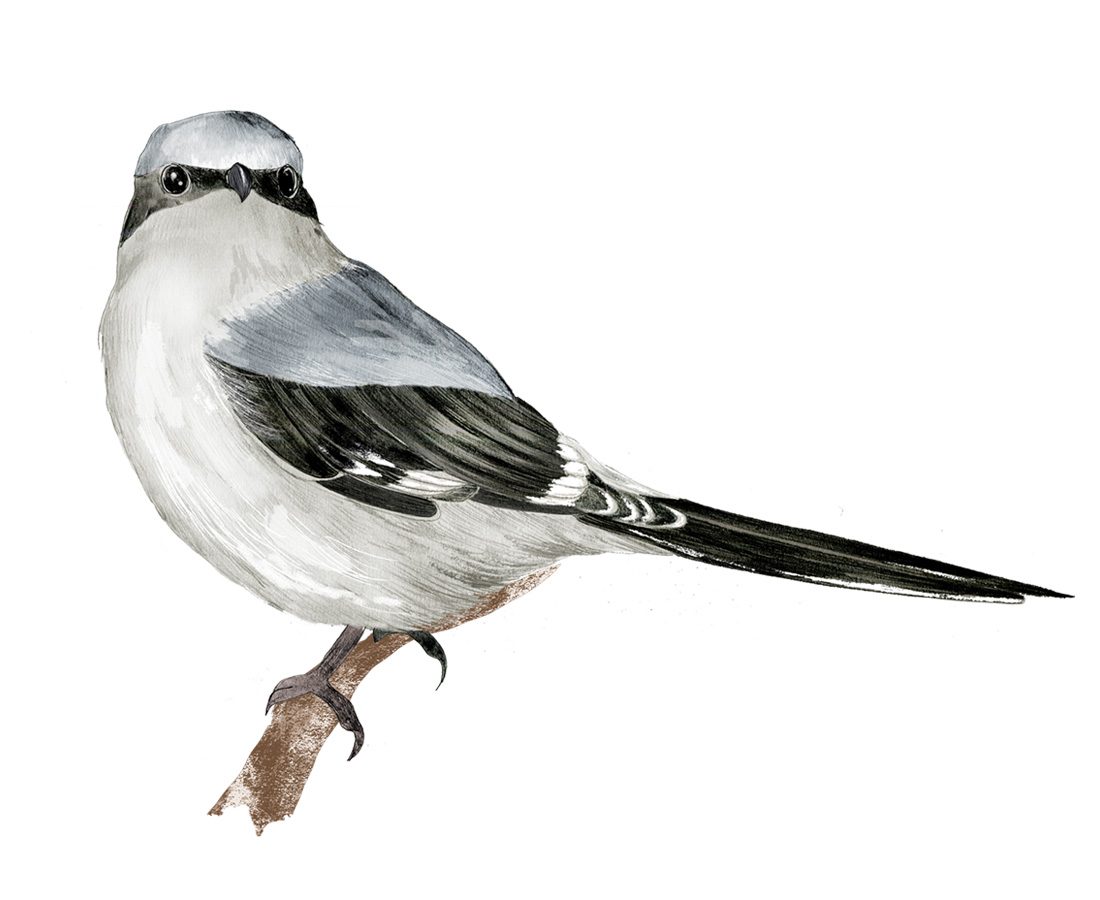 Illustration av en varfågel.