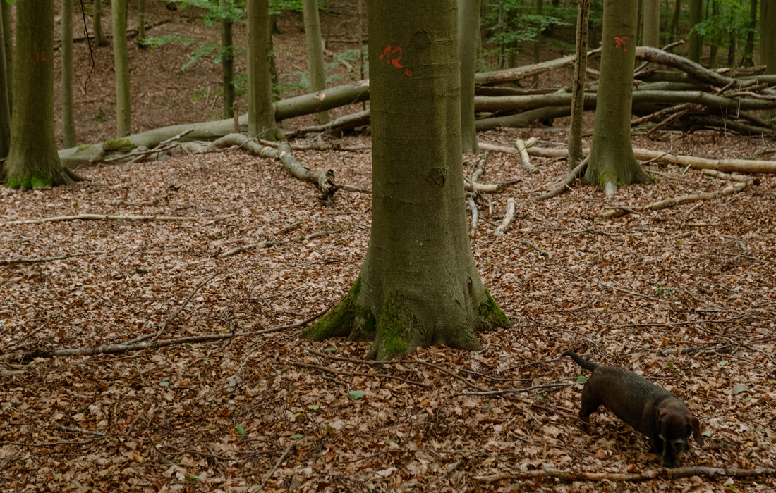Bokskog med fallna löv, en tax springer i förgrunden.
