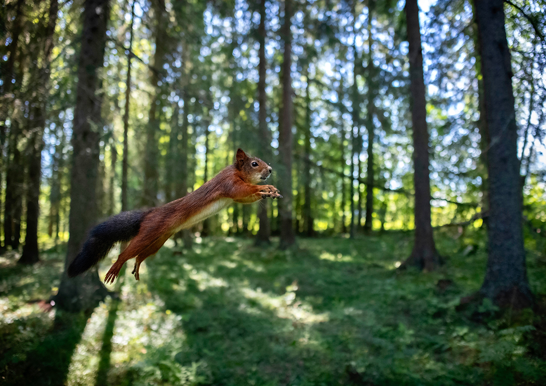 Ekorre hoppar i skog
