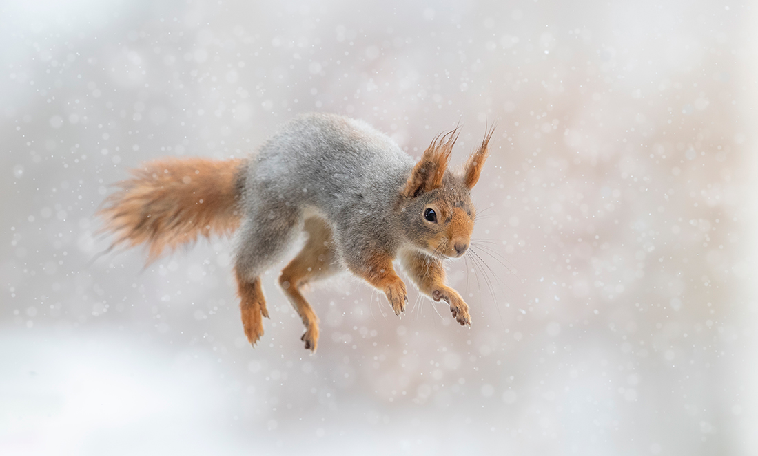 Ekorre hoppar i snöfall