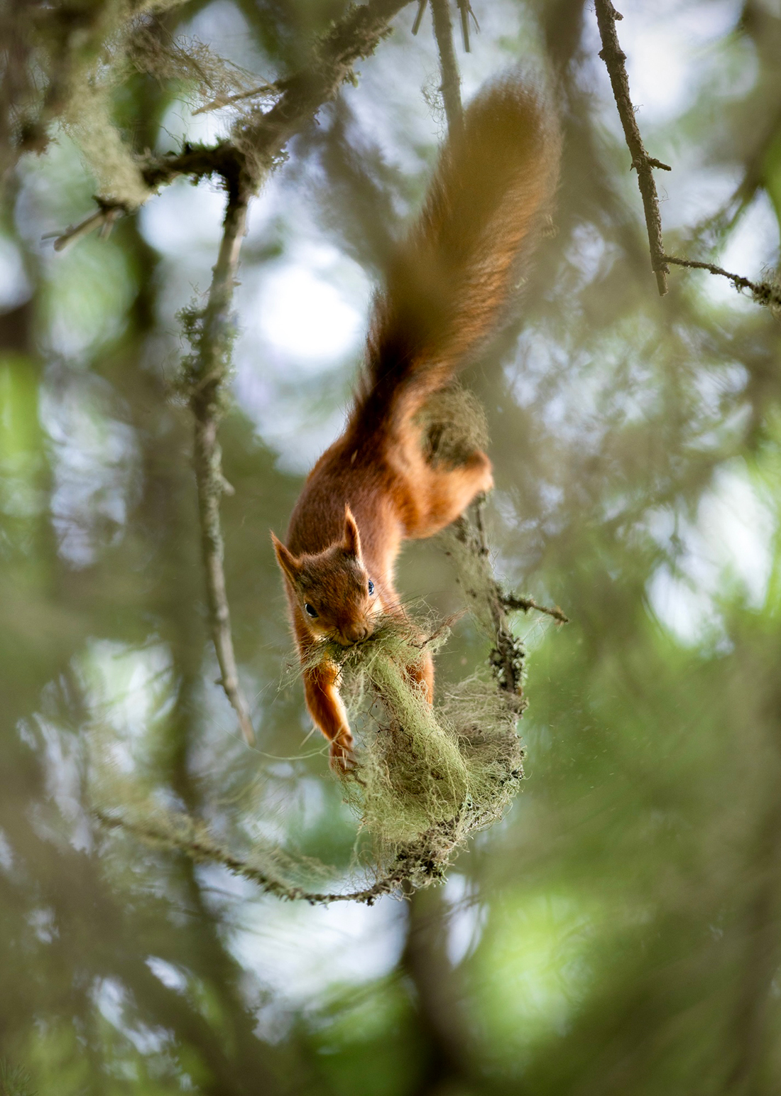 Ekorre klättrar i träd och äter mossa