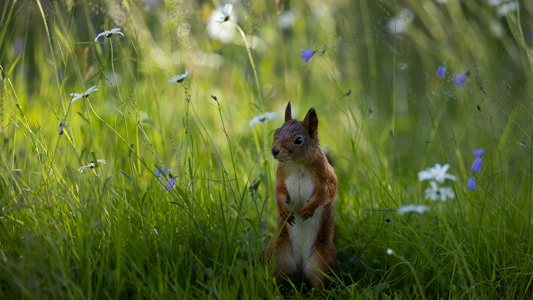 Ekorre på äng