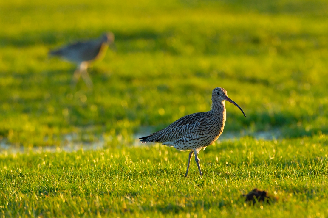 Fågel på gräsfält.