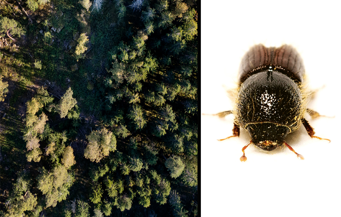 Granbarkborre och skog