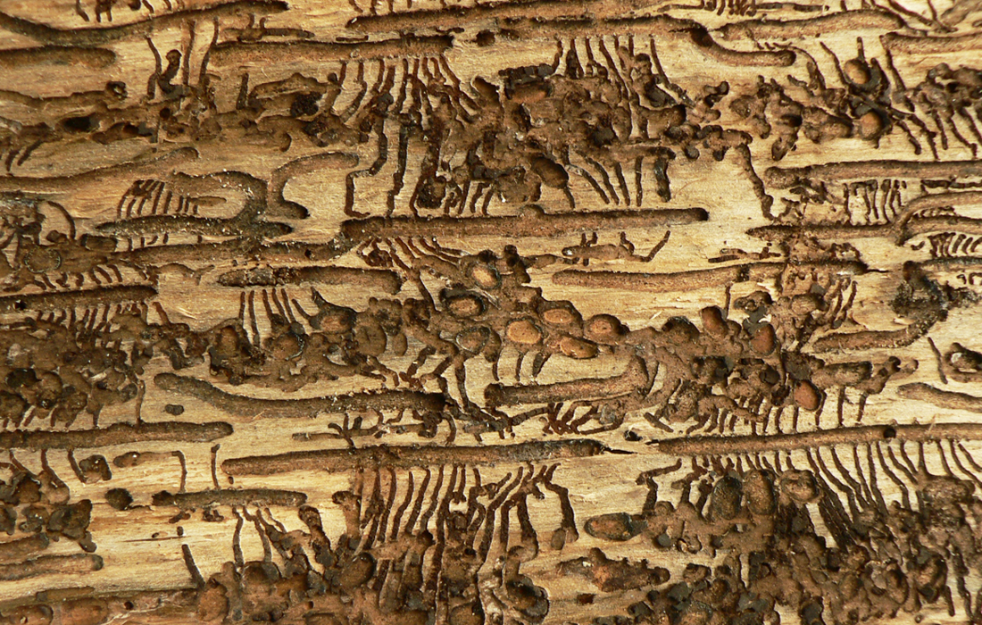 Spår av granbarkborre