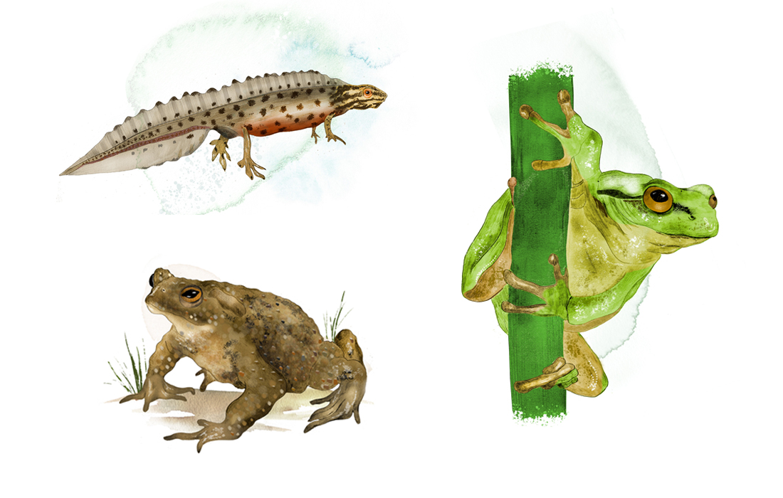 Grodor och mindre vattensalamnder