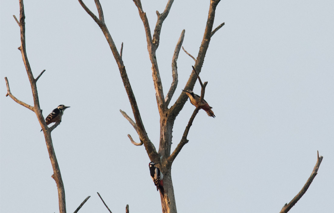 Tre hackspettar som sitter på ett träd.