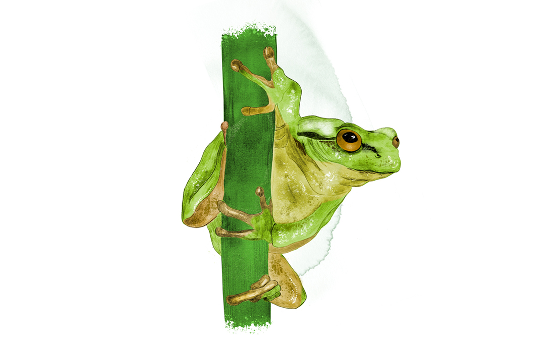 Lövgroda på frässtrå