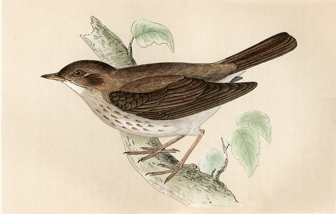 Målning med en näktergal på en gren som motiv.