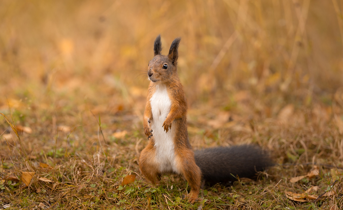 Ekorre står på bakbenen