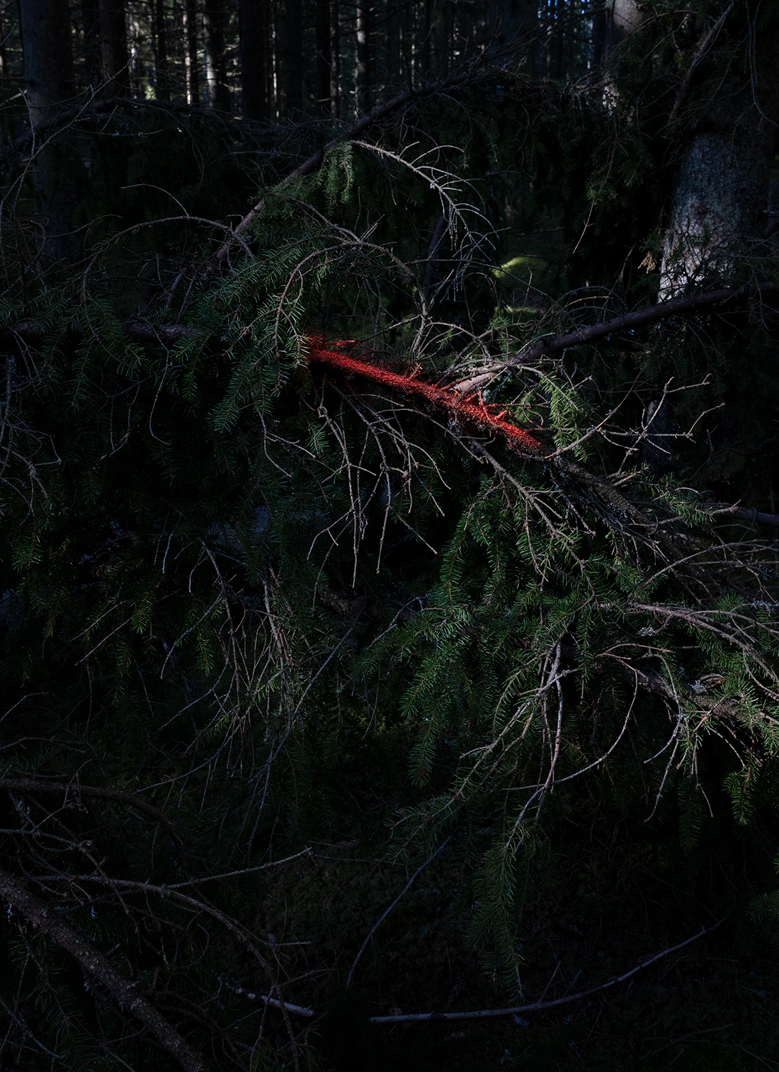 Gran med rosa sprejmålning