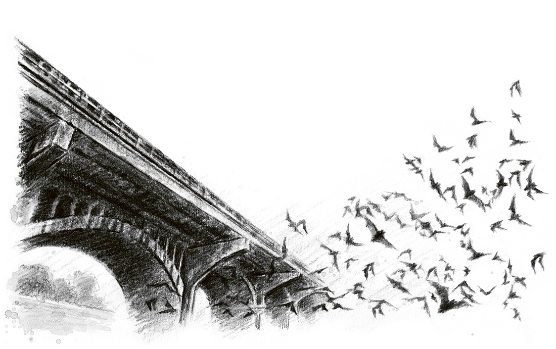 Illustration bro i blyerts