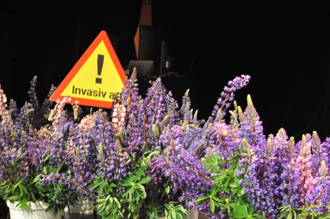 Lupiner i hinkar med skylt.