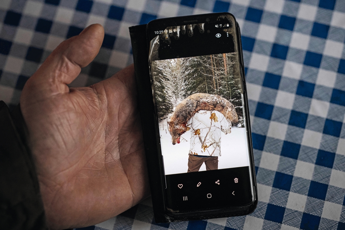 Mobiltelefon med bild på dödad varg över en mans axlar.