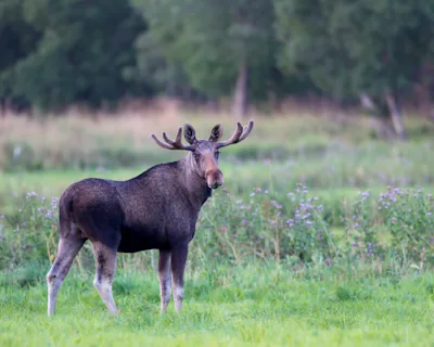 Älg – Sveriges Natur