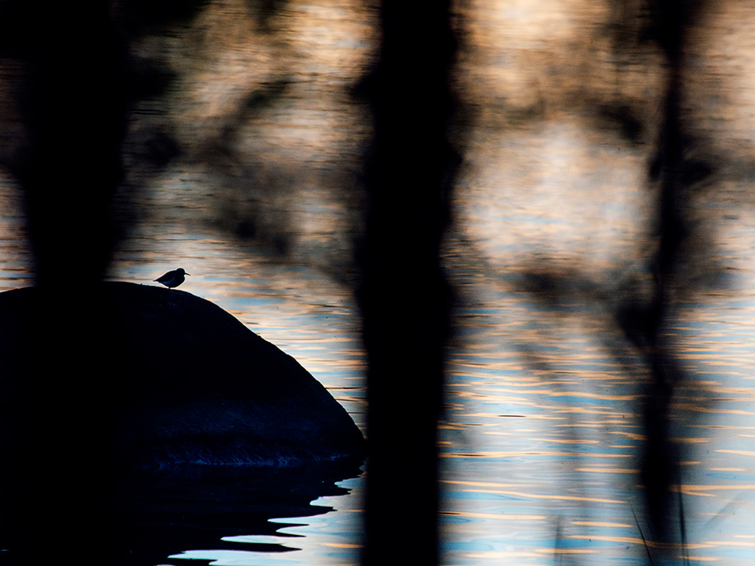 Drilsnäppa på en sten i skymnigen