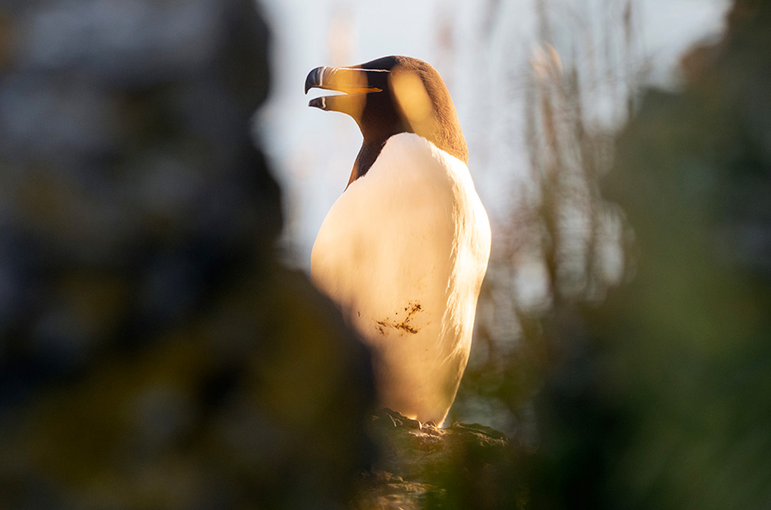 Tordmule står och kollar
