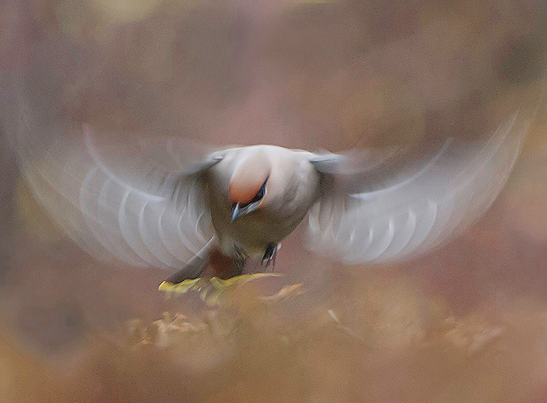 Sidensvans. Foto: Jan Grahn