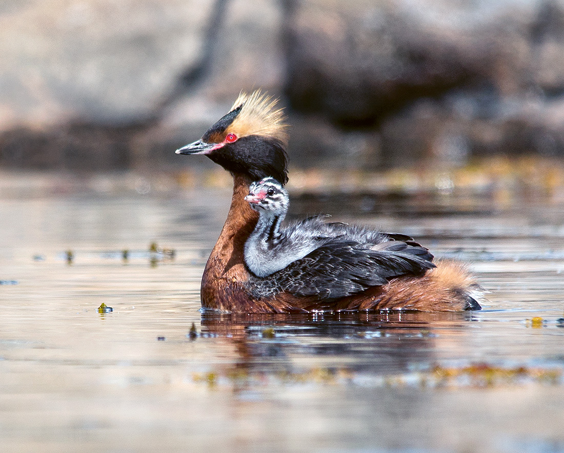 Skägghakedopping med unge