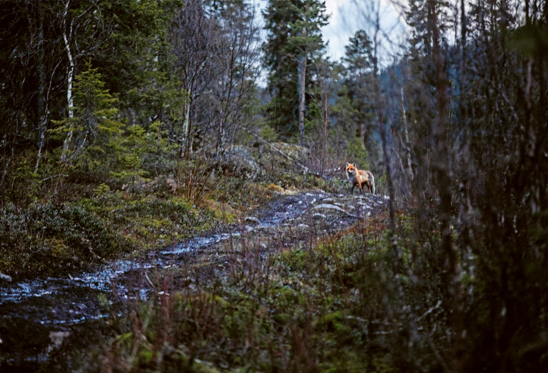 En räv står ensam på en slingrande grusväg omgiven av skog och träd utan löv.