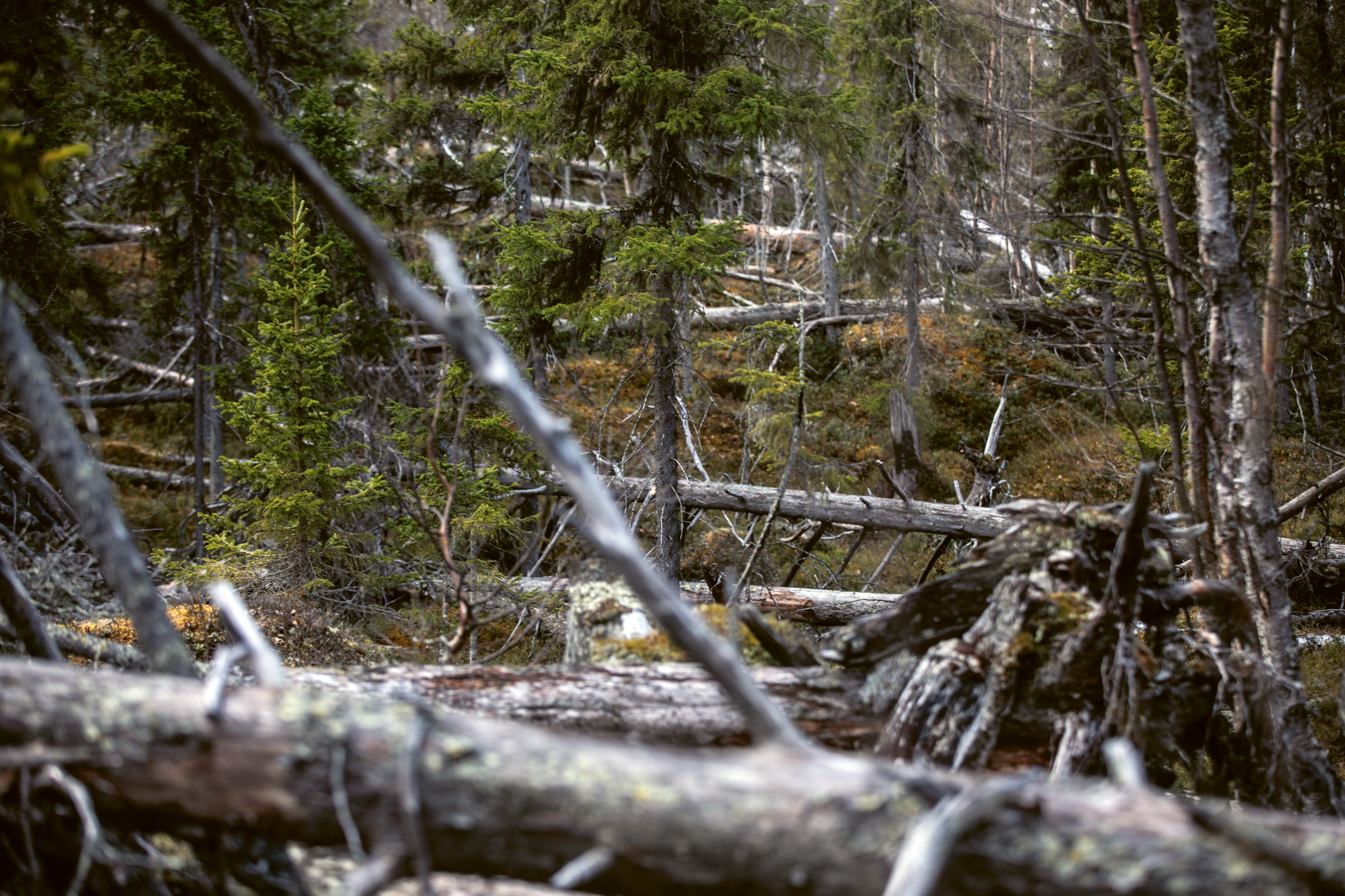 stormfälld skog