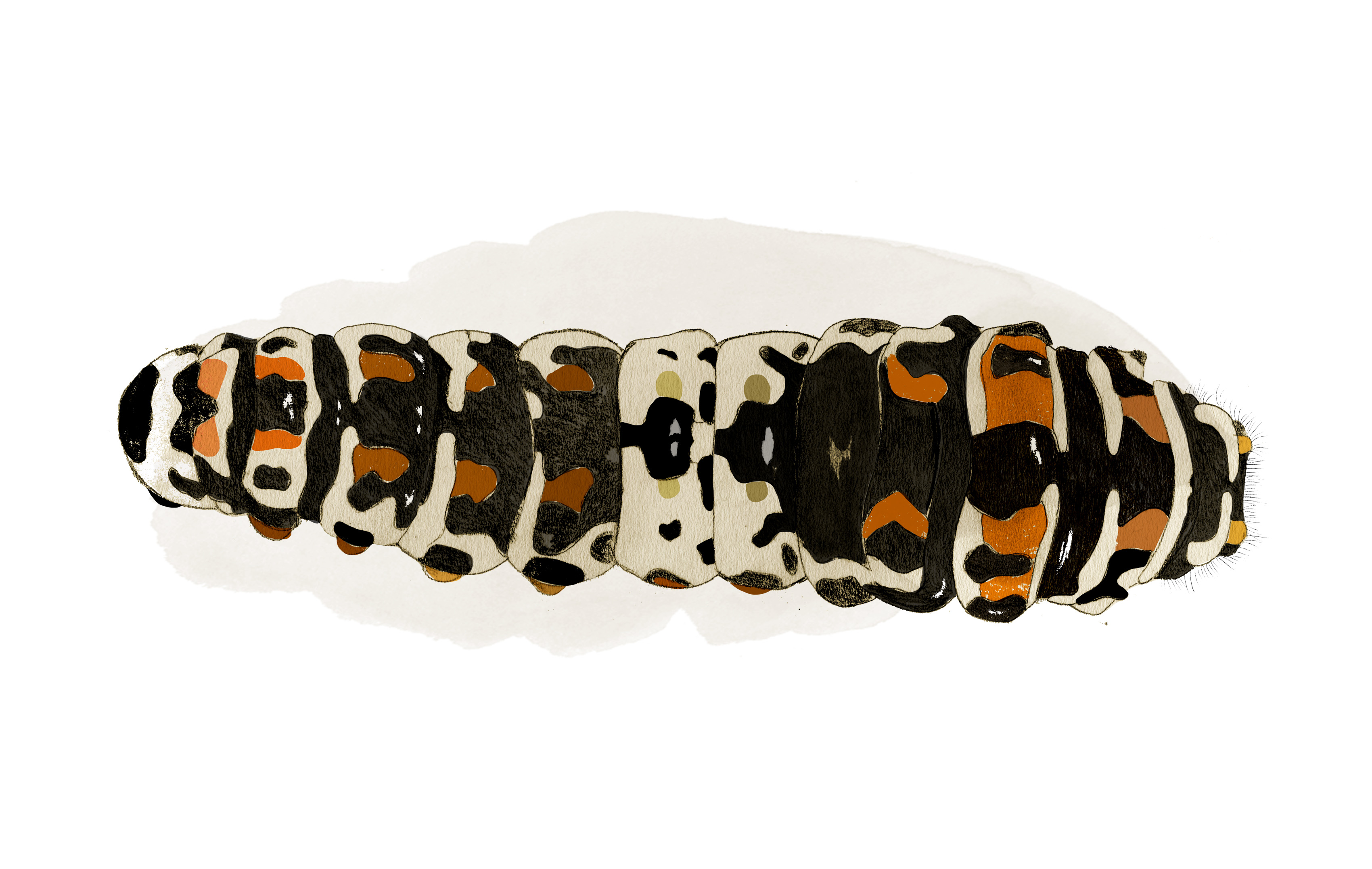 Illustration makaonfjärilslarv