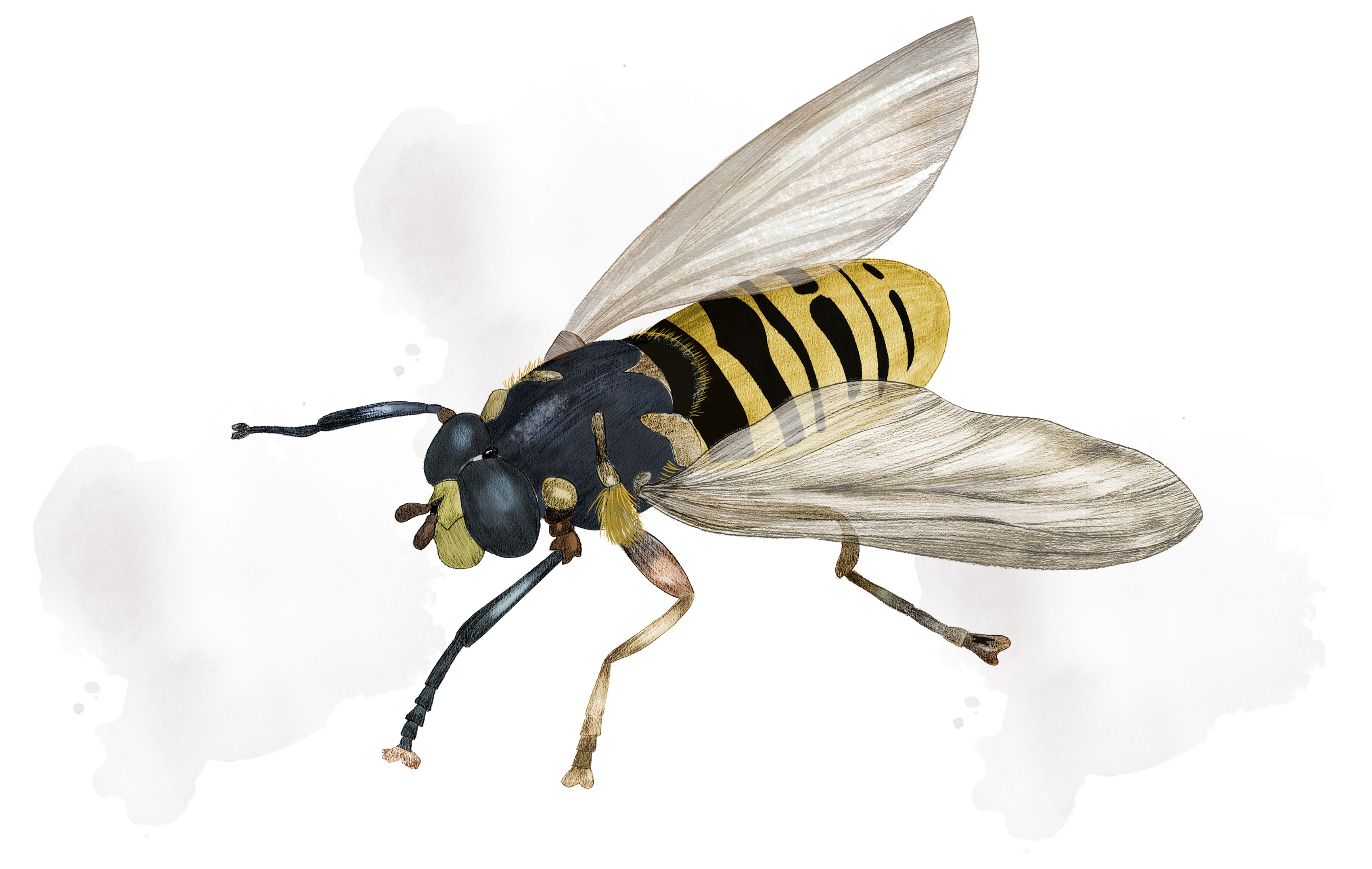 Illustration av en geringlik tigerfluga.