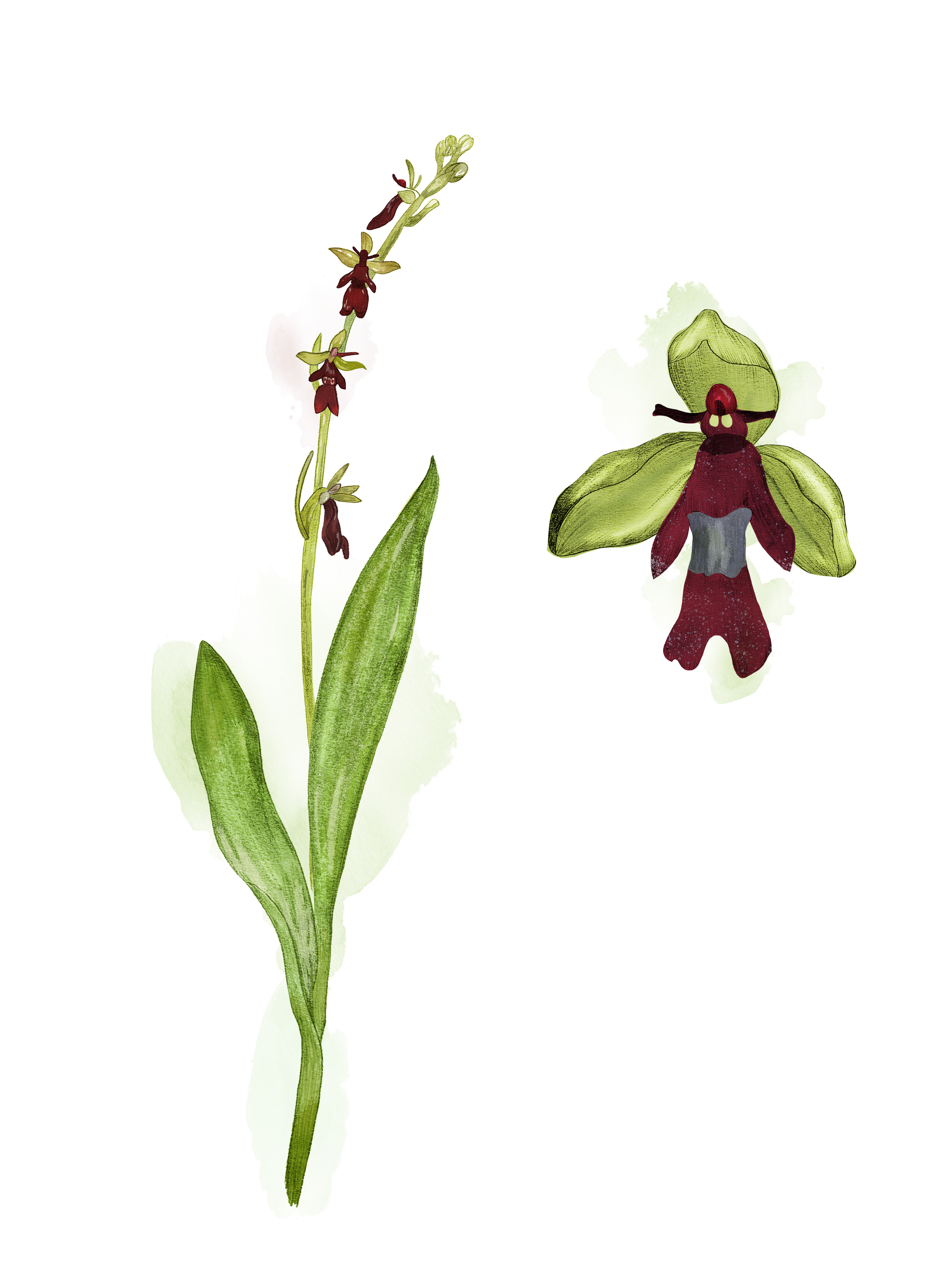 Illustration av flugblomster.